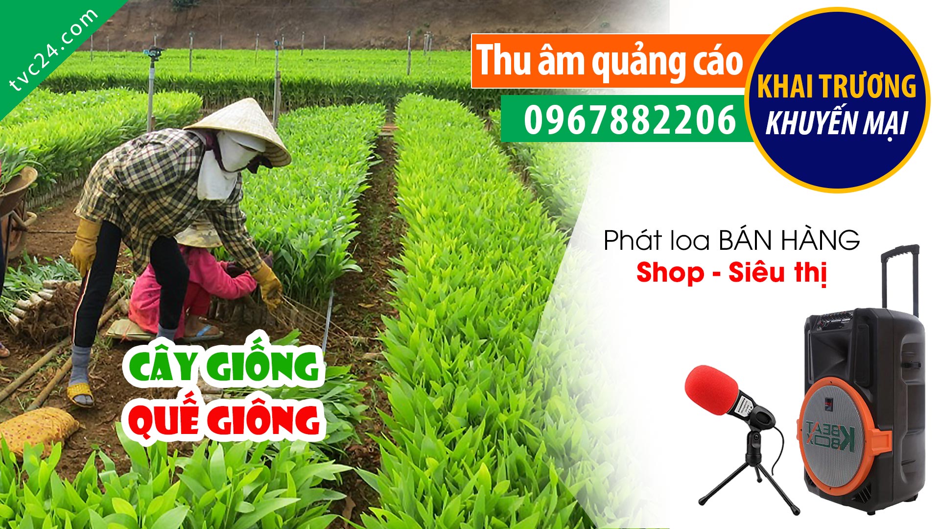  Thu bán cây giống âm quế giống Yên Bái Thành Bếp